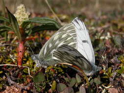 Image of Lofty Bath White