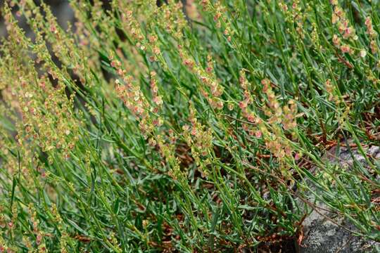 Rumex suffruticosus Meisn.的圖片