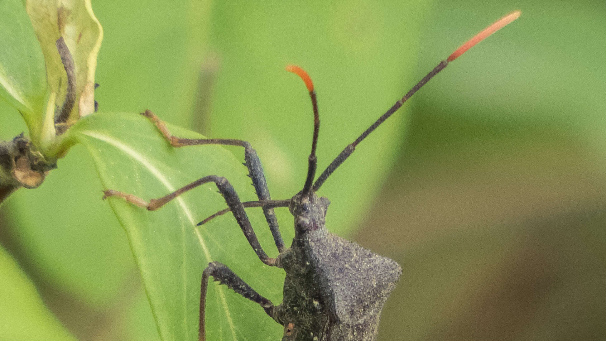 Image de Acanthocephala