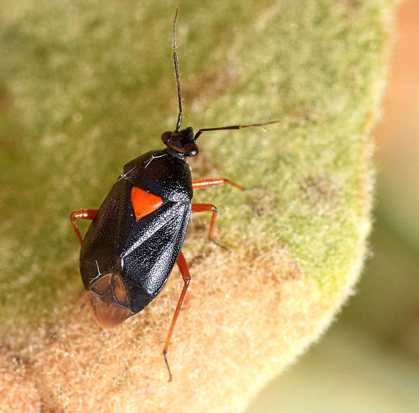 Image of Deraeocoris ventralis Reuter 1904