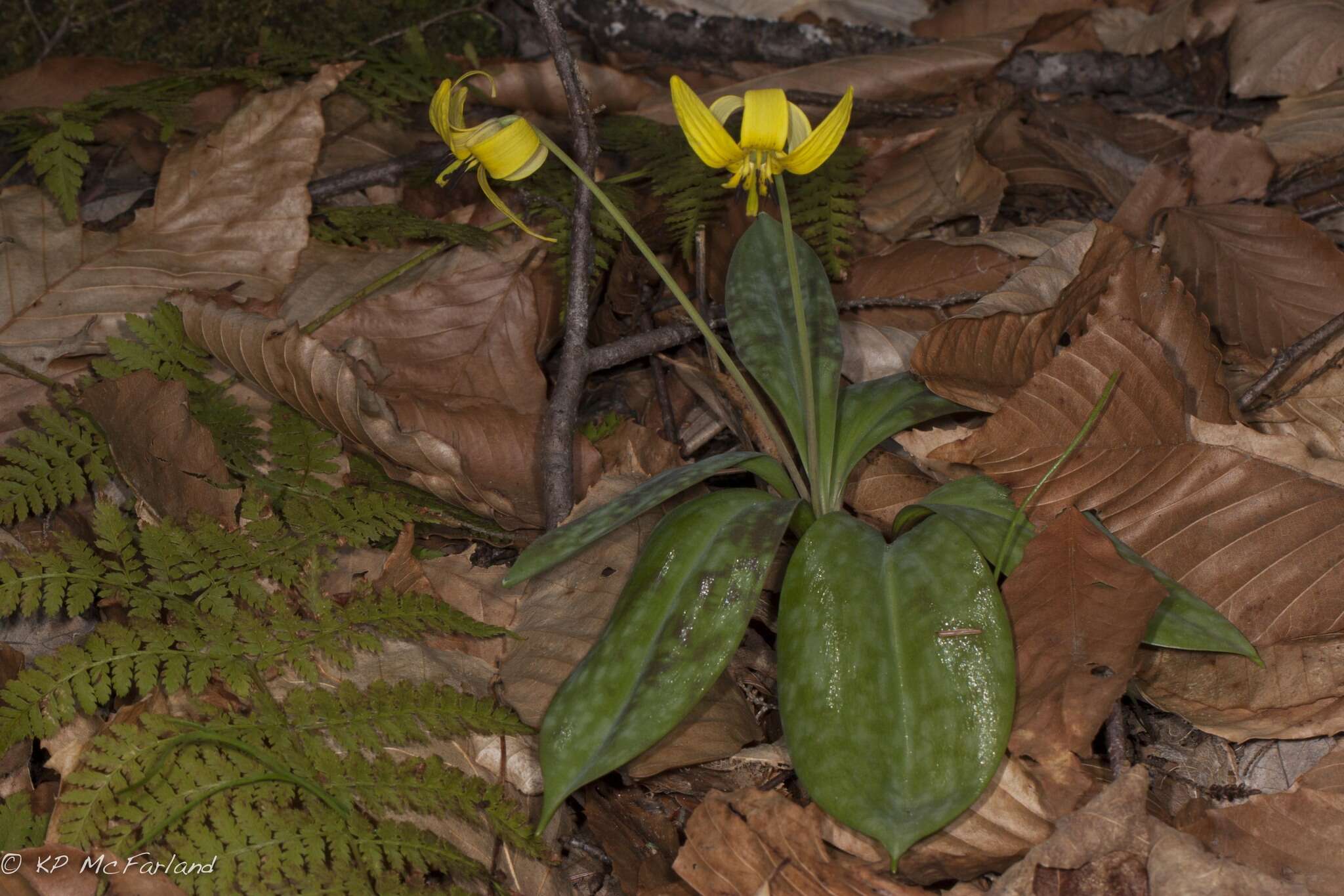 Image of dogtooth violet