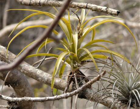 Image of Racinaea multiflora (Benth.) M. A. Spencer & L. B. Sm.