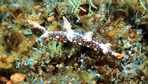 Image of Swimming nudibranch