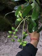 Image of Panopsis costaricensis Standl.