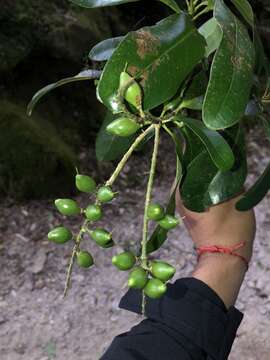 Image of Panopsis costaricensis Standl.