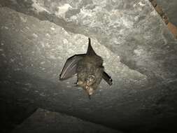 Image of Great Woolly Horsehoe Bat