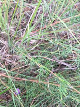 Image of compact prairie clover