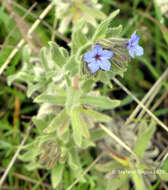 Image of strigose alkanet