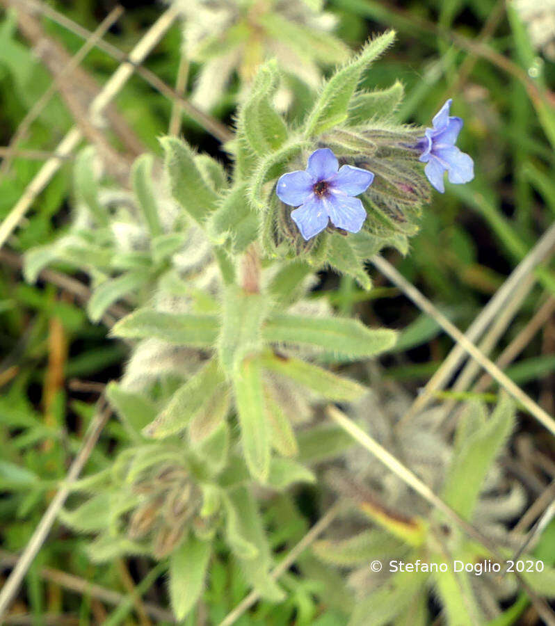 Image of strigose alkanet