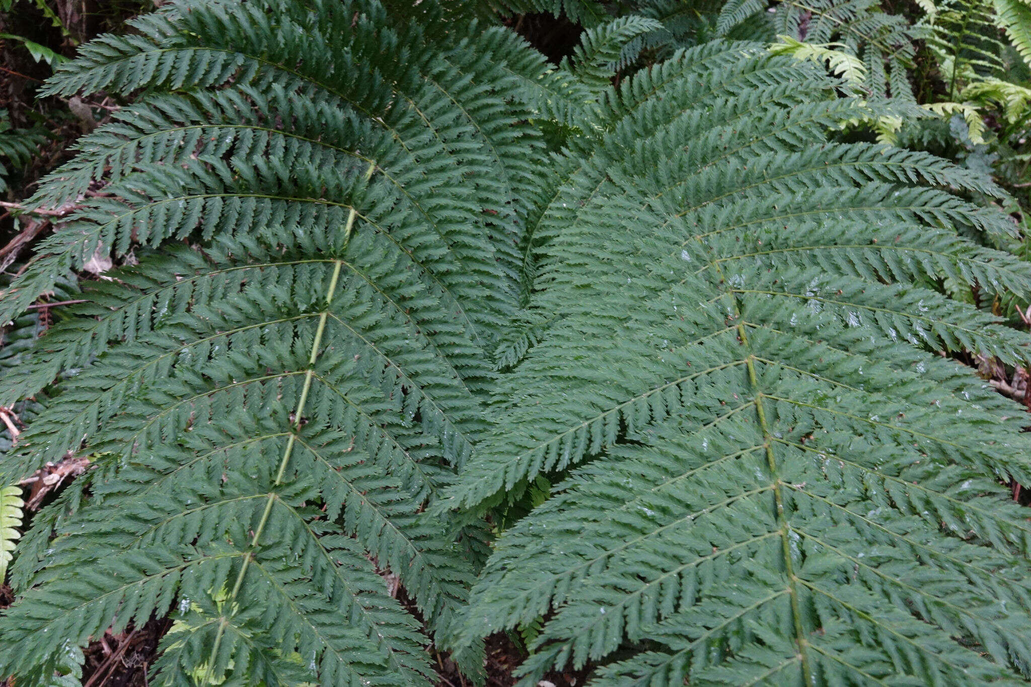 Image of single crepe fern