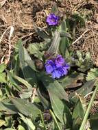 Image of Pulmonaria australis (J. Murr) W. Sauer