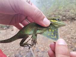 Слика од Anolis danieli Williams 1988