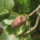 Image of hibiscadelphus