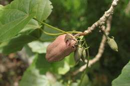 Image of hibiscadelphus