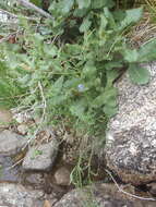 Image of Apache lobelia