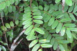 Image of paradisetree