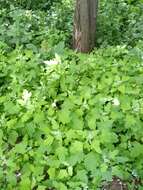 Image de Chenopodium ucrainicum