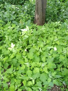 Chenopodium ucrainicum的圖片