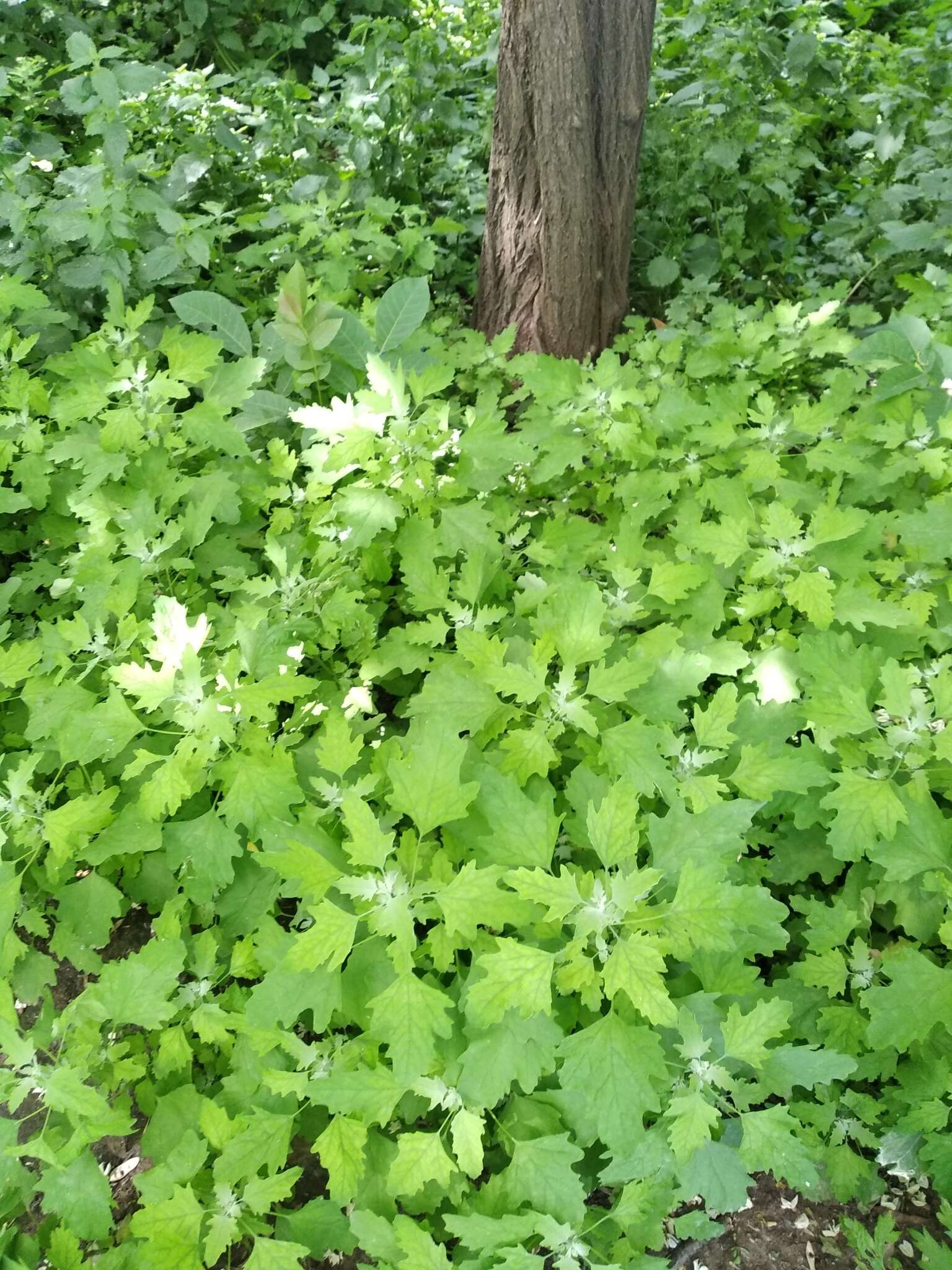 Image of Chenopodium ucrainicum