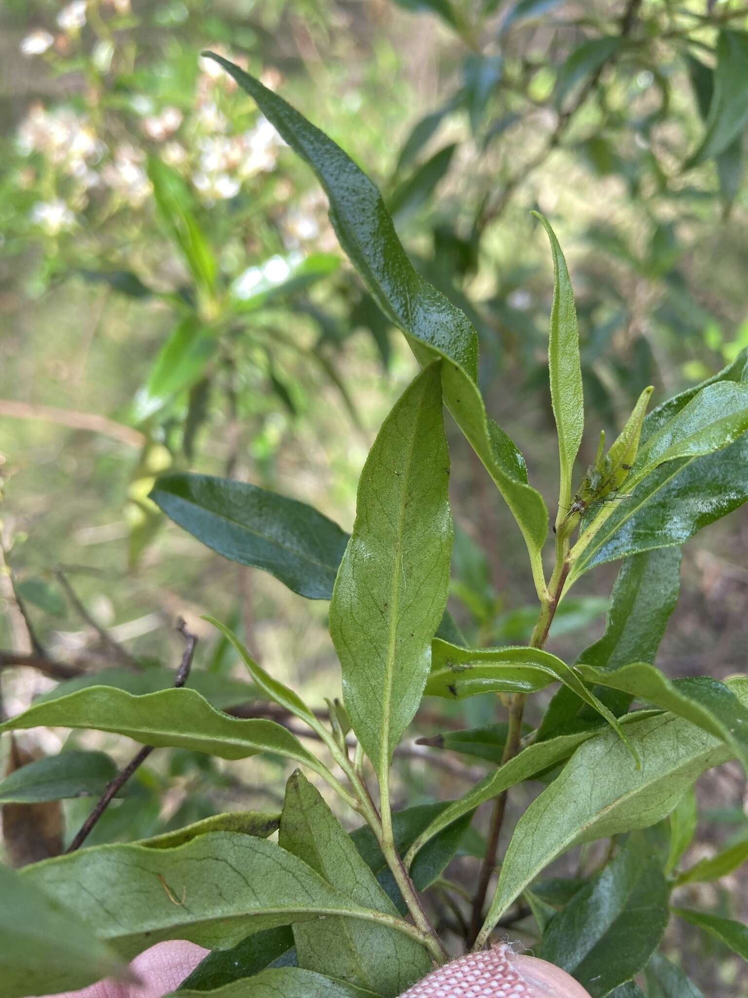 Image of Sticky daisy bush