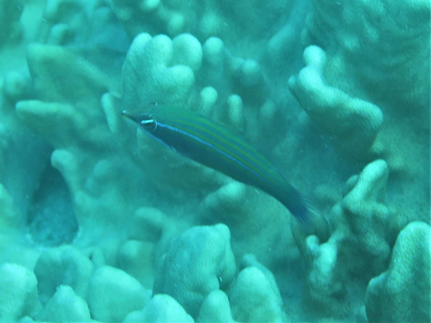 Image of Four-lined wrasse