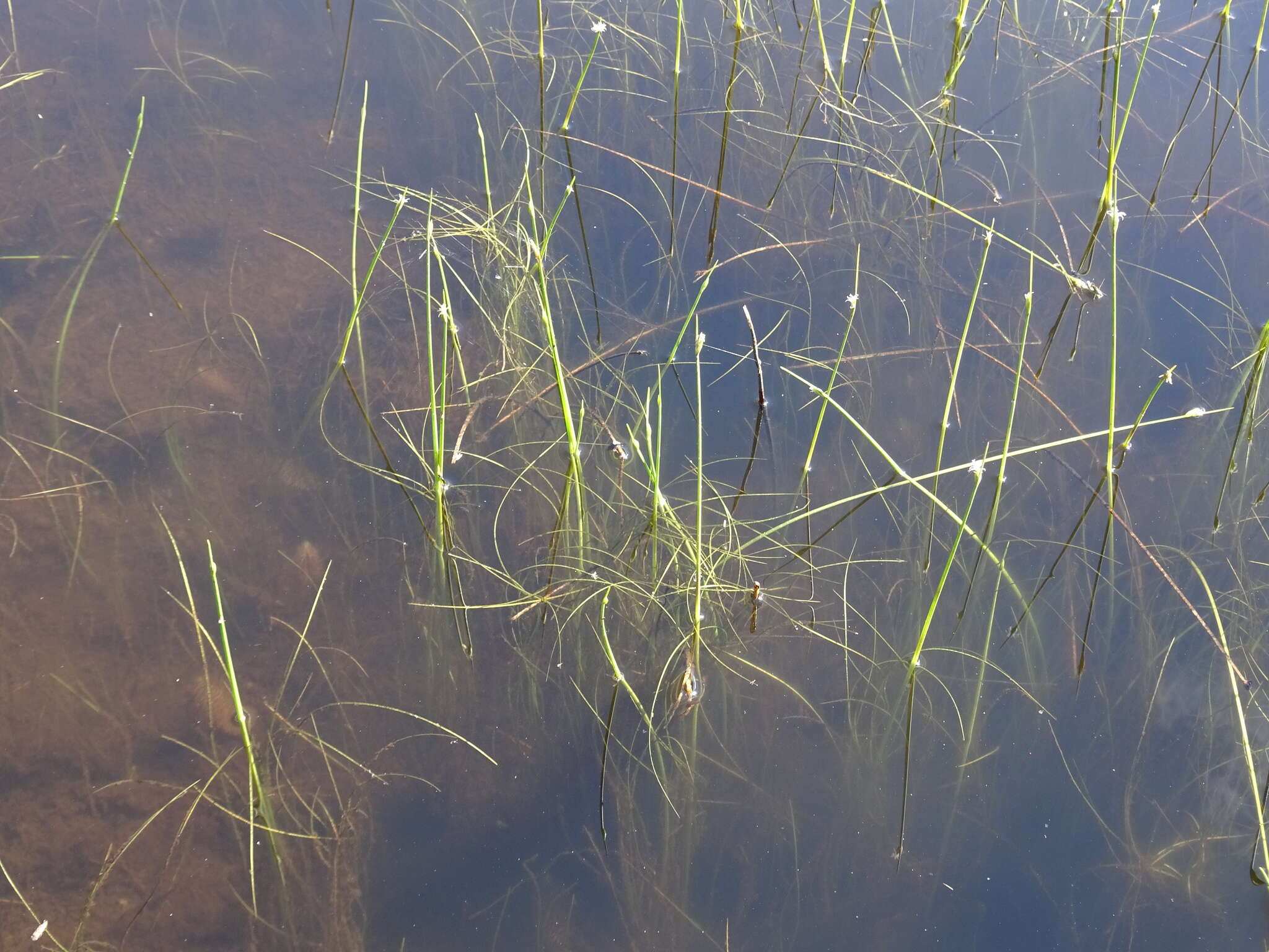 Sivun Schoenoplectus subterminalis (Torr.) Soják kuva