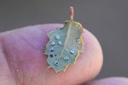 Image de Aleuroplatus