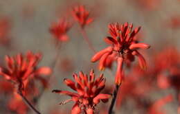 Image of Aloe branddraaiensis Groenew.