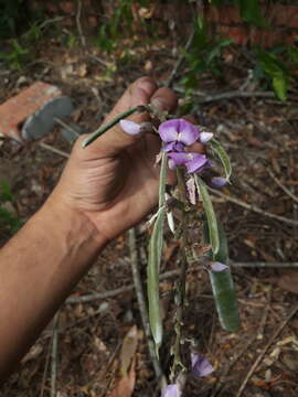 Image de Cratylia argentea (Desv.) Kuntze