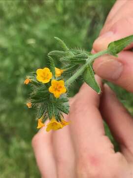 Image of tarweed fiddleneck