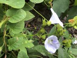 Image of Jacquemontia mexicana (Loes.) Standl. & Steyerm.