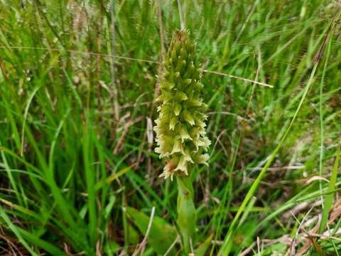 Image de Skeptrostachys paraguayensis (Rchb. fil.) Garay