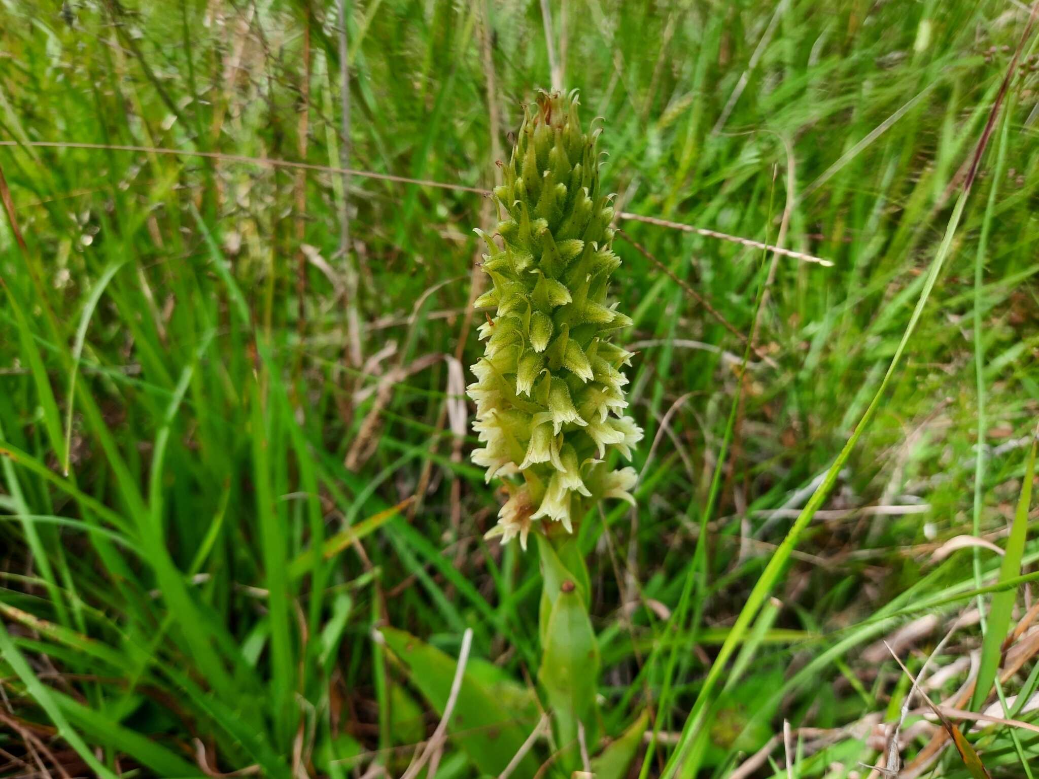 Image of Skeptrostachys paraguayensis (Rchb. fil.) Garay