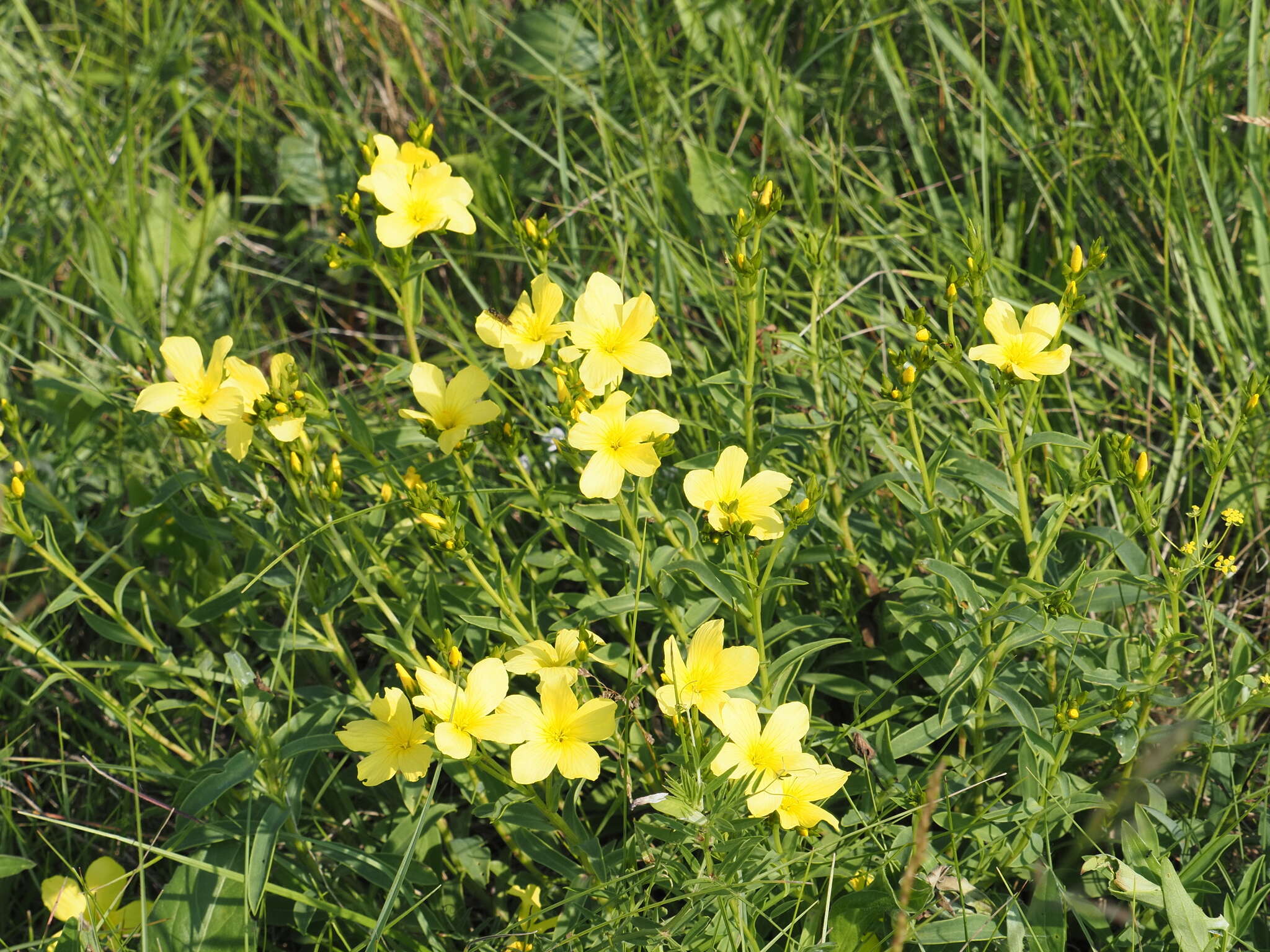 Image of golden flax