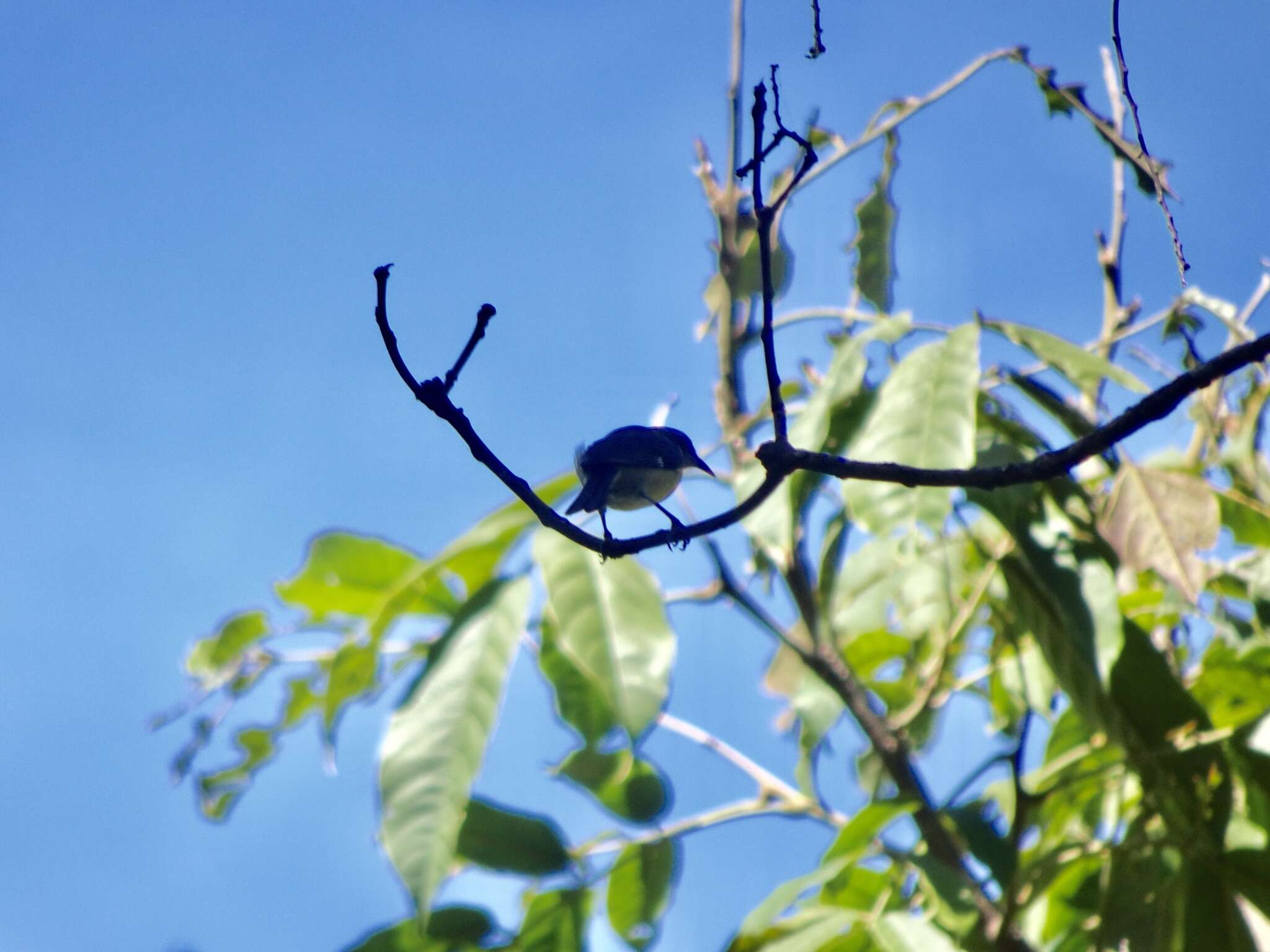 صورة Coereba flaveola mexicana (Sclater & PL 1857)