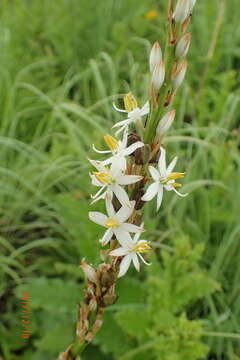 Image of Chlorophytum krookianum Zahlbr.