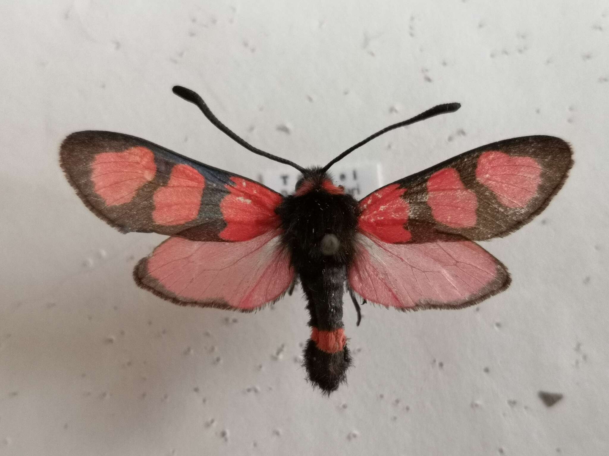 Image of Zygaena cuvieri Boisduval 1828