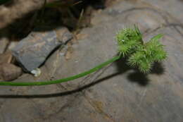 Plancia ëd Scorpiurus muricatus var. subvillosus (L.) Fiori