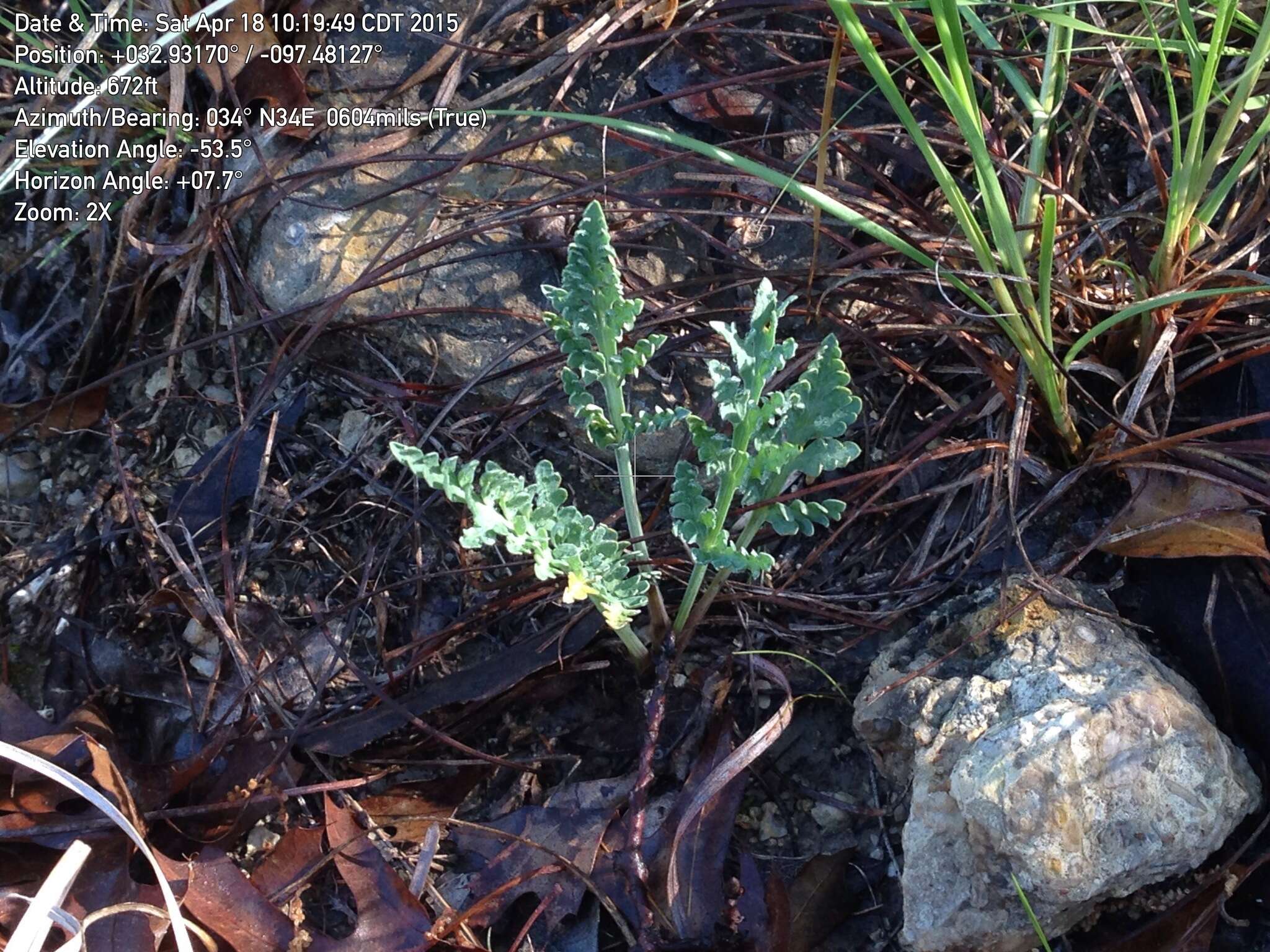 Image of bigroot springparsley