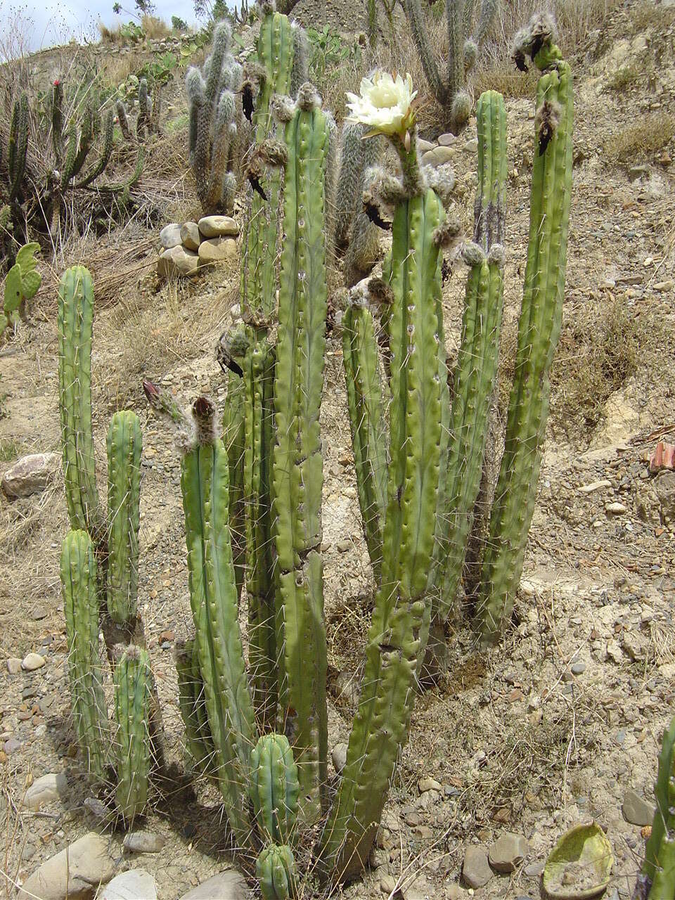 Image of Bolivian Torch Cactus