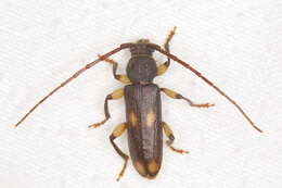 Image of Ash and Privet Borer