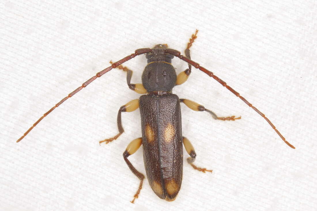 Image of Ash and Privet Borer