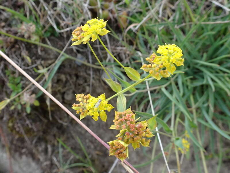 Sivun Bupleurum ranunculoides L. kuva