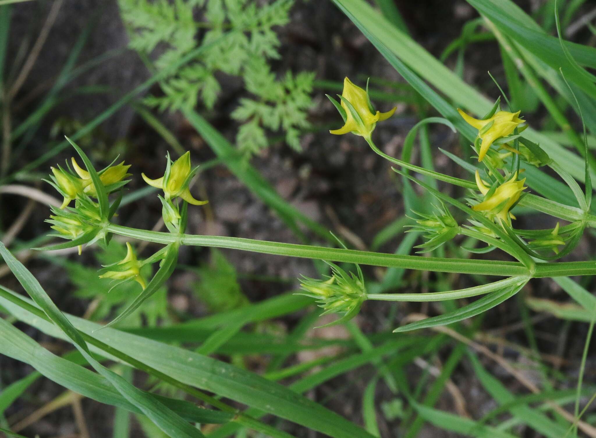 Image of Mt. Graham Spurred-Gentian