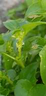 Image of Theligonum cynocrambe L.