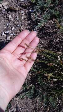 Image of Carex halleriana Asso