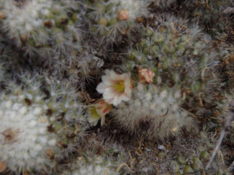 Mammillaria neopalmeri R. T. Craig的圖片