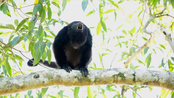 Image of Black Howling Monkey