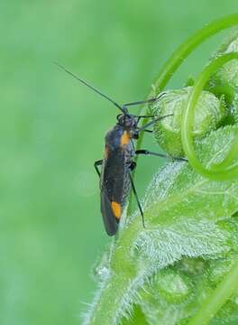 Image of Capsodes flavomarginatus (Donovan 1798)