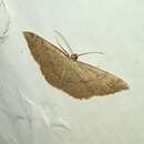 Image of Cyclophora semirosea Butler 1882